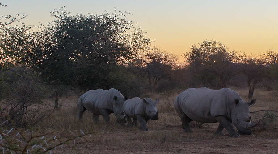 7 day private guided safari in serengeti 